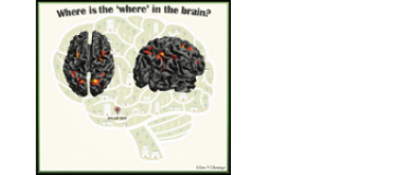 human brain mapping immpact factor