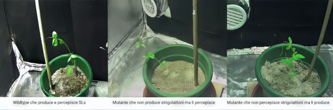 Do strigolactones play a role in the ascent and attachment behavior of Pisum sativum?